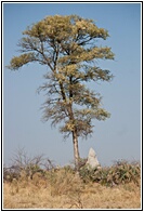 Tree and Termite Mound