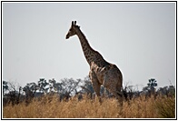 Giraffe Gallopping