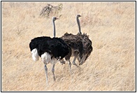 Ostriches