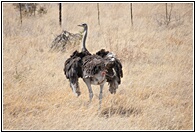 Female Ostrich