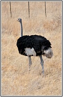 Male Ostrich