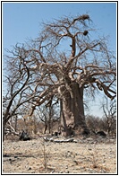 Baobab Tree