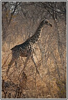 Giraffe