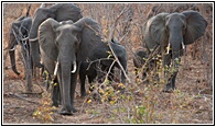 Herd of elephants