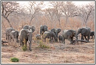 Elephant Herd