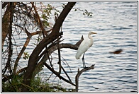 Great Egret