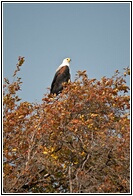 African Fish Eagle