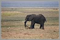Chobe Elephant
