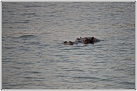Hippo