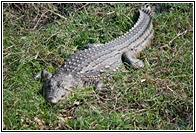 African Crocodile