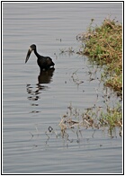 African Openbill