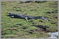 Nile Crocodile