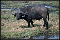 Buffalo