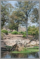 Chobe River