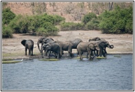 Herd of Elephants