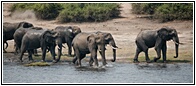Herd of Elephants