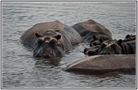 Hippos