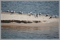 Seagulls