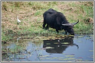 Buffalo Drinking