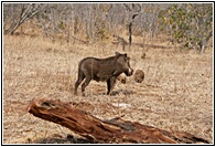 Warthog