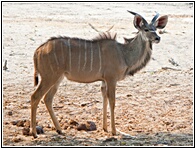 Young Kudu