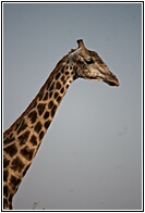 Giraffe Profile