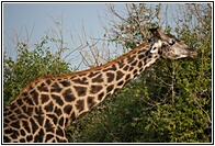 Tallest Animal