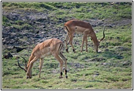 Two Impalas