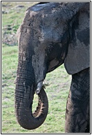 Cover with Mud