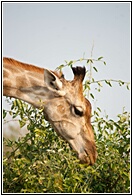 Giraffe