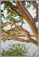 Camel Thorn