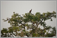 Vulture