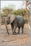 Male Elephant