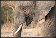 Elephants' Tusks