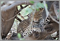 Leopard