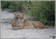 Lions