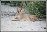 Lion Resting