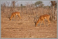 Impalas