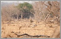 Lion at Rest