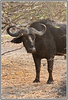 Buffalo