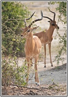 Impalas