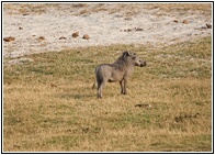 Warthog