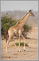 Giraffe with Bird
