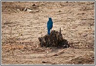 Greater Blue-eared Starling