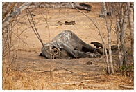 Elephant Corpse