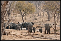 Chobe Elephants