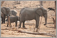 The Head of the Herd