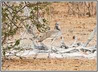 Kori Bustard