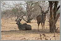 Two Male Kudus