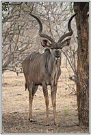 Kudu